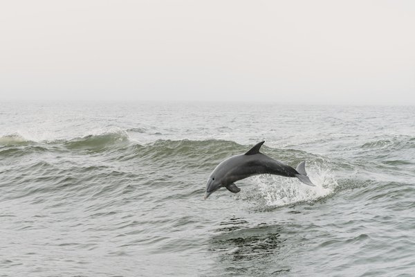 Quels sont les avantages de séjourner dans une maison de vacances en Bretagne avec des excursions pour observer les dauphins ?