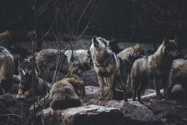 Où participer à une expédition de suivi des loups en Finlande?